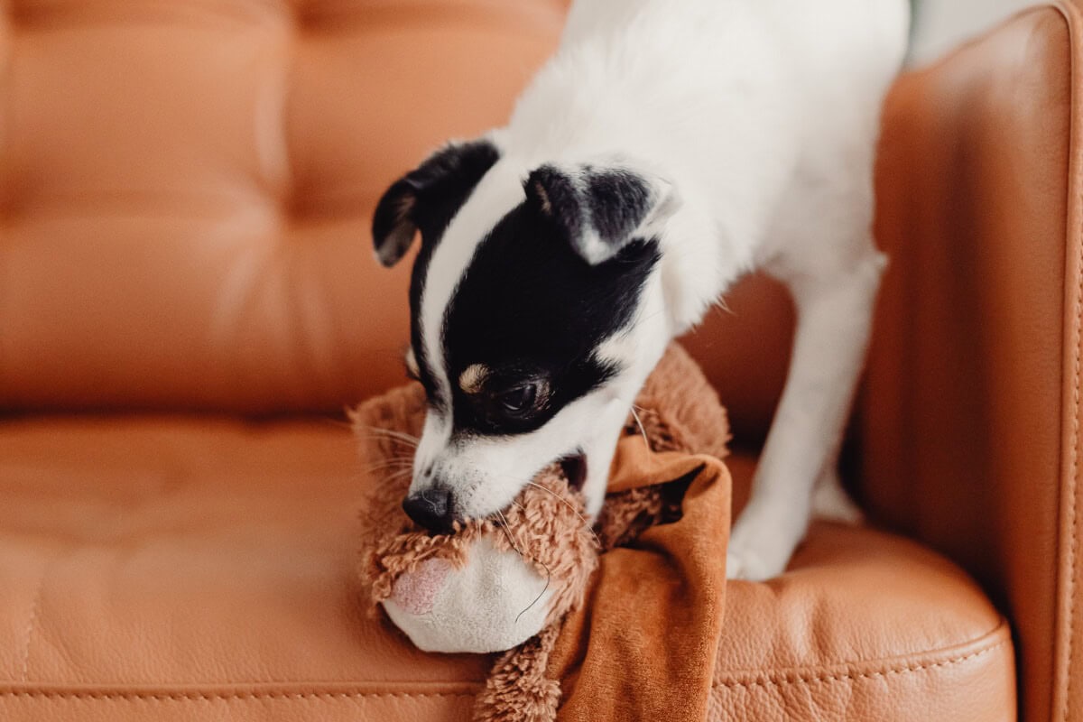 En hund som biter i en hundleksak