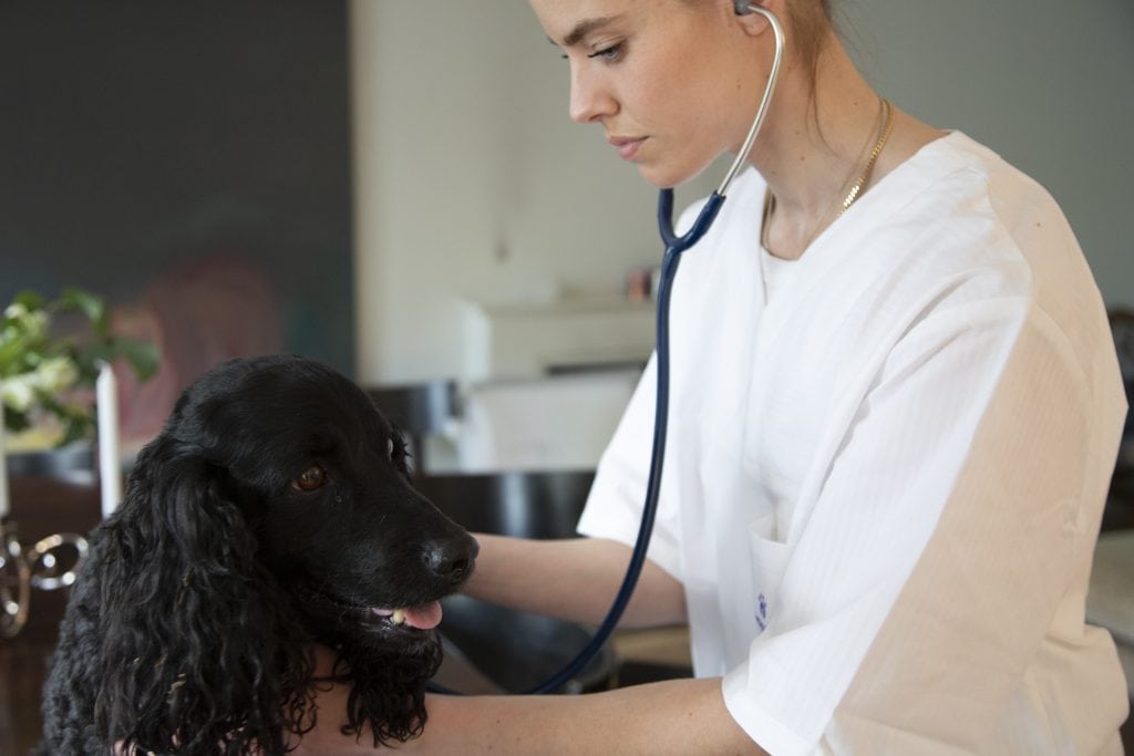 Veterinär undersöker hund med stetoskop, djurvård och hälsa i fokus.