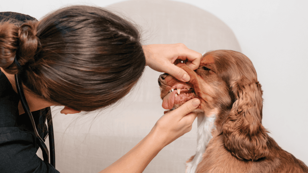 Klinisk veterinärundersökning av hund hos VetAtHome.