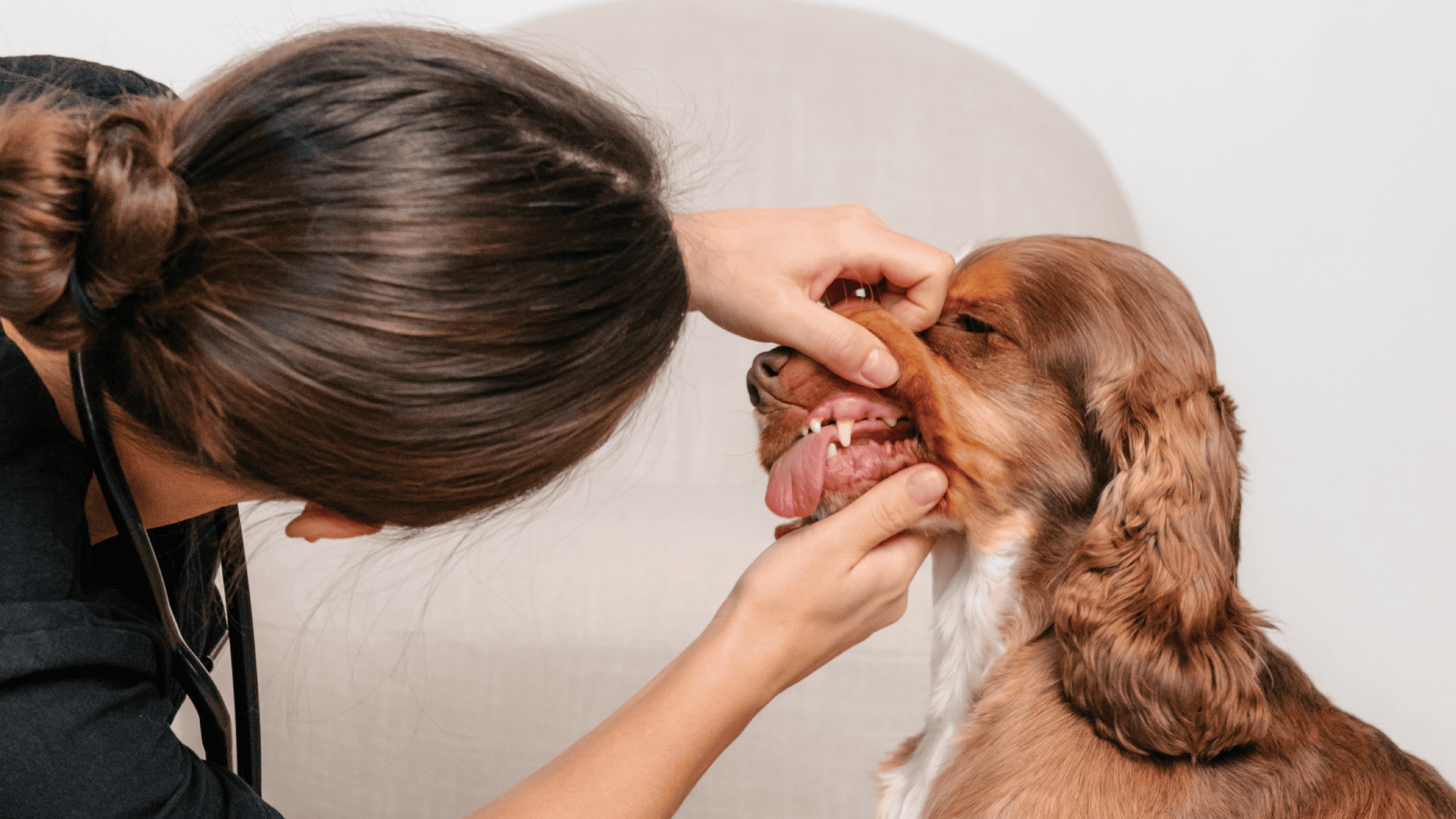 Klinisk veterinärundersökning av hund hos VetAtHome.