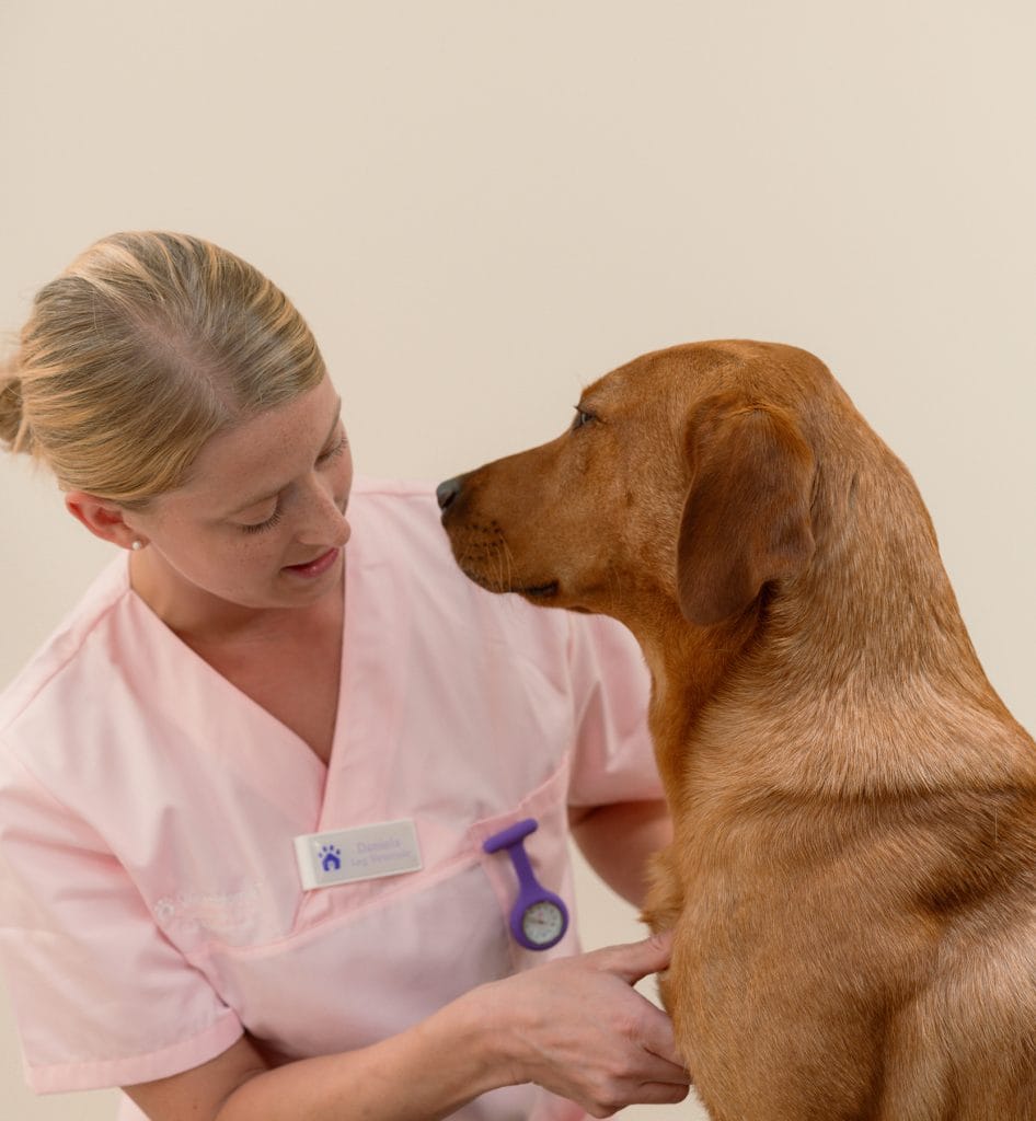 Trygg hälsokontroll av hund på veterinärklinik.