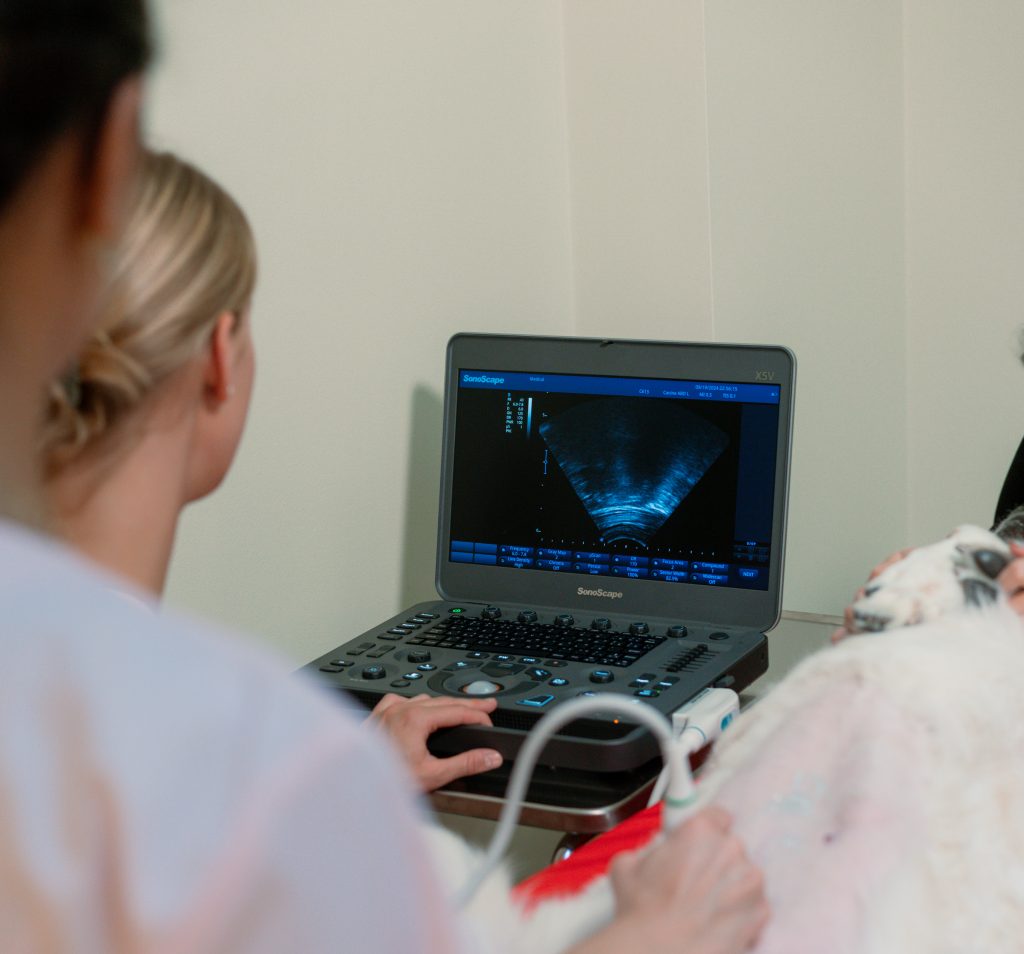 Ultraljudsundersökning av hund hos veterinär, vetatjänster för husdjur.