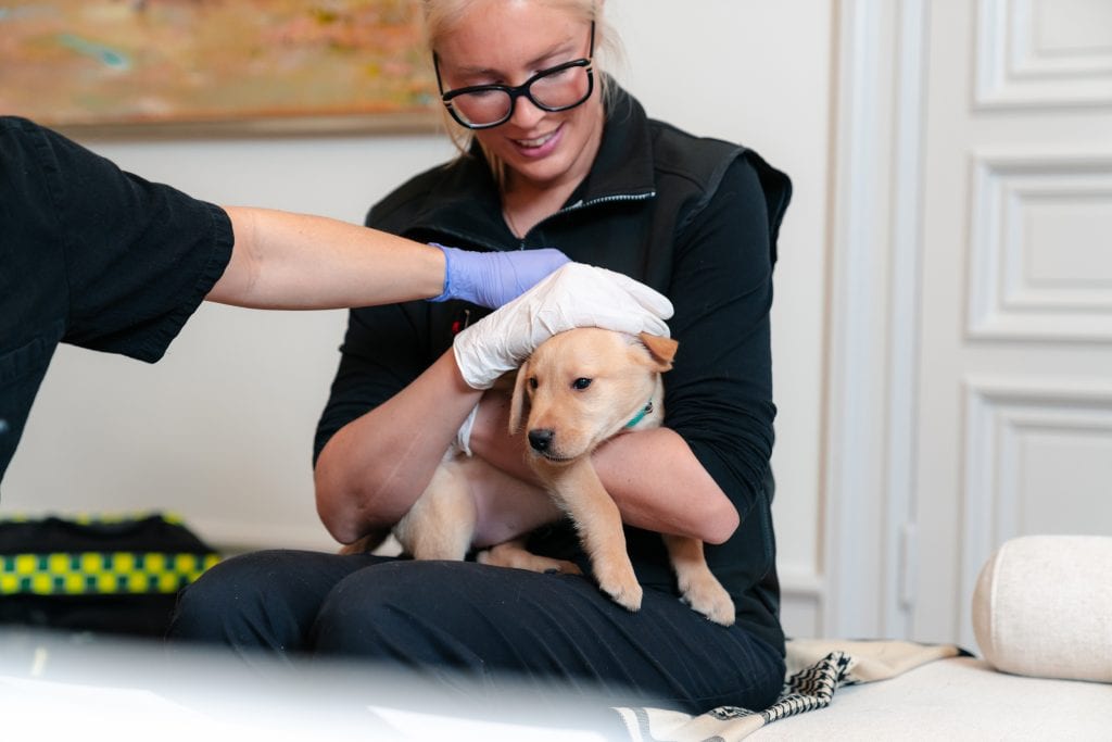 Pantapetsveterinär undersöker ung hundvalp hemma, omsorg, hälsa och professionell veterinärvård.