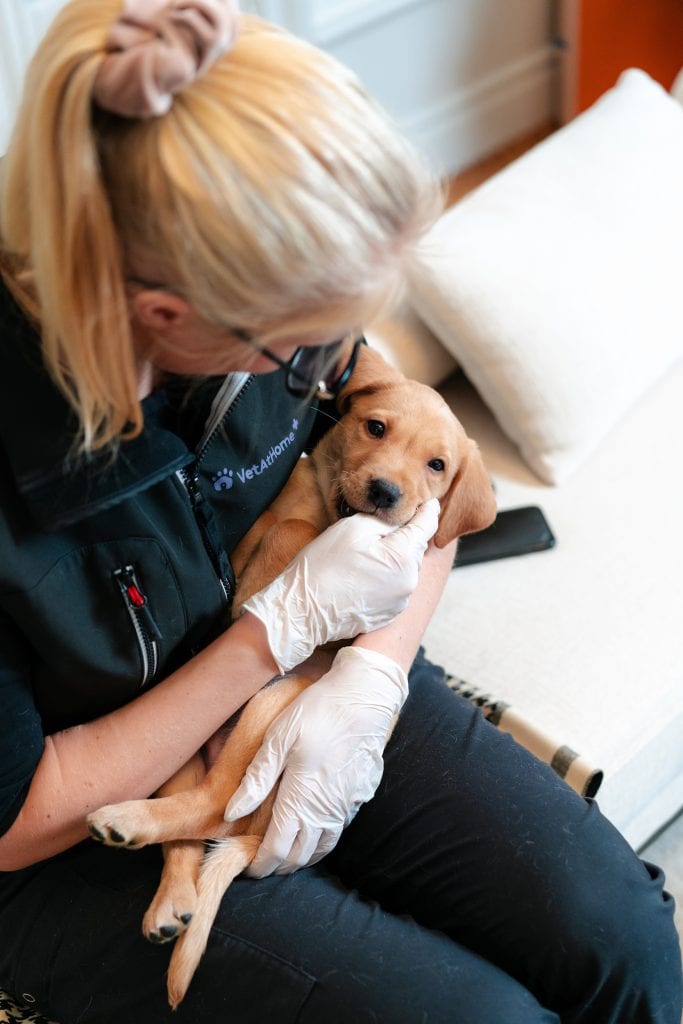 1. Veterinär undersöker valp, ung hundvård, vård av smådjur, djurläkare, friskvård, hundhälsa, hälsokontroll.