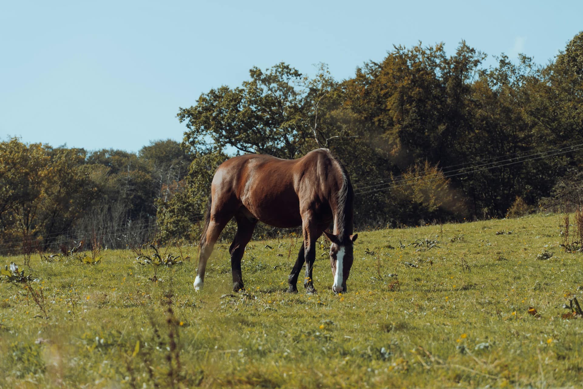 Häst som betar på en äng – VetAtHome